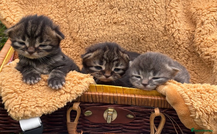 Maine Coon cats - Advert 7