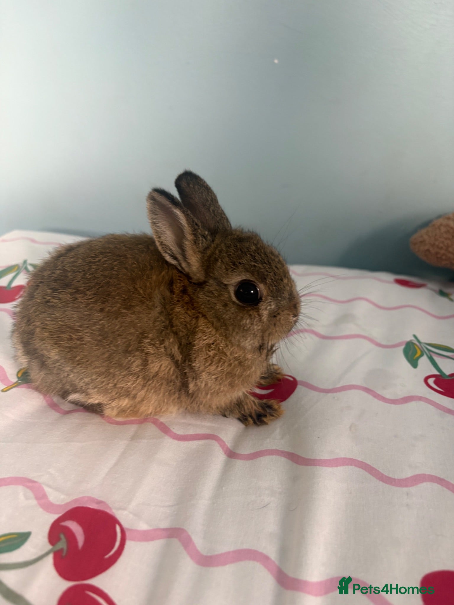 Netherland Dwarf rabbits 2 netherland dwarf babies  - Advert 5