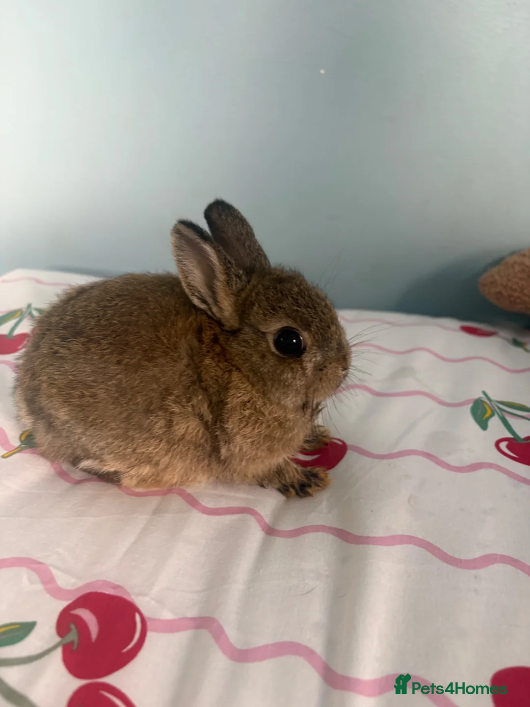 Netherland Dwarf rabbits for sale: 2 netherland dwarf babies  - Advert 1