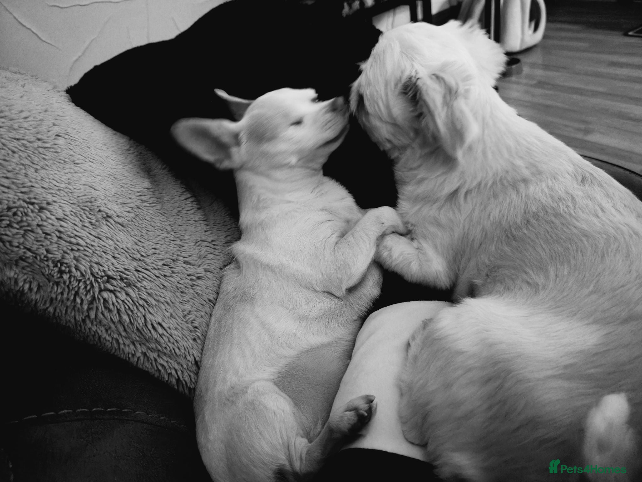 Chihuahua dogs Diego and Crystal  - Advert 1
