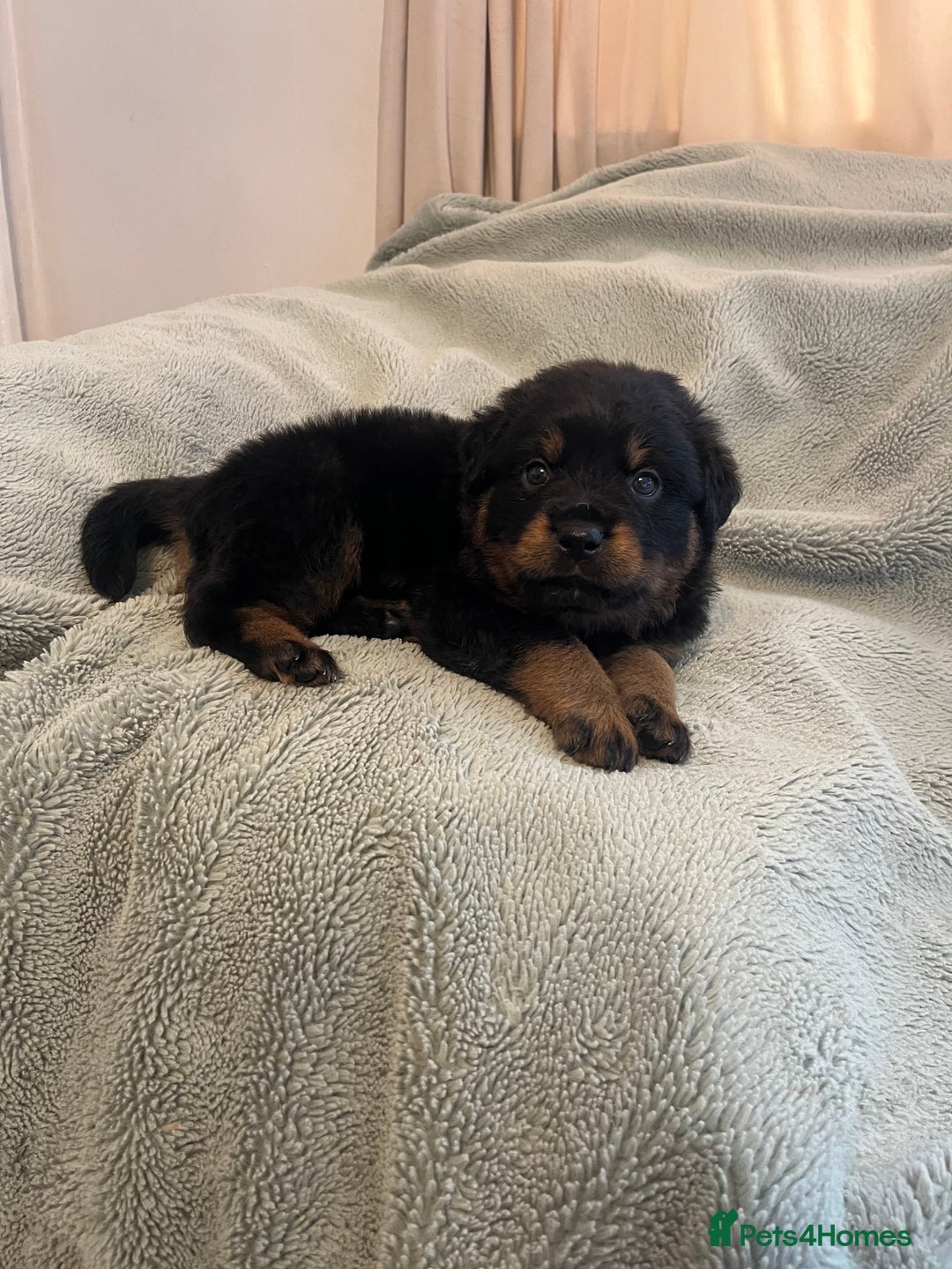 Rottweiler dogs for sale: Rottweiler Puppies  - Image 21