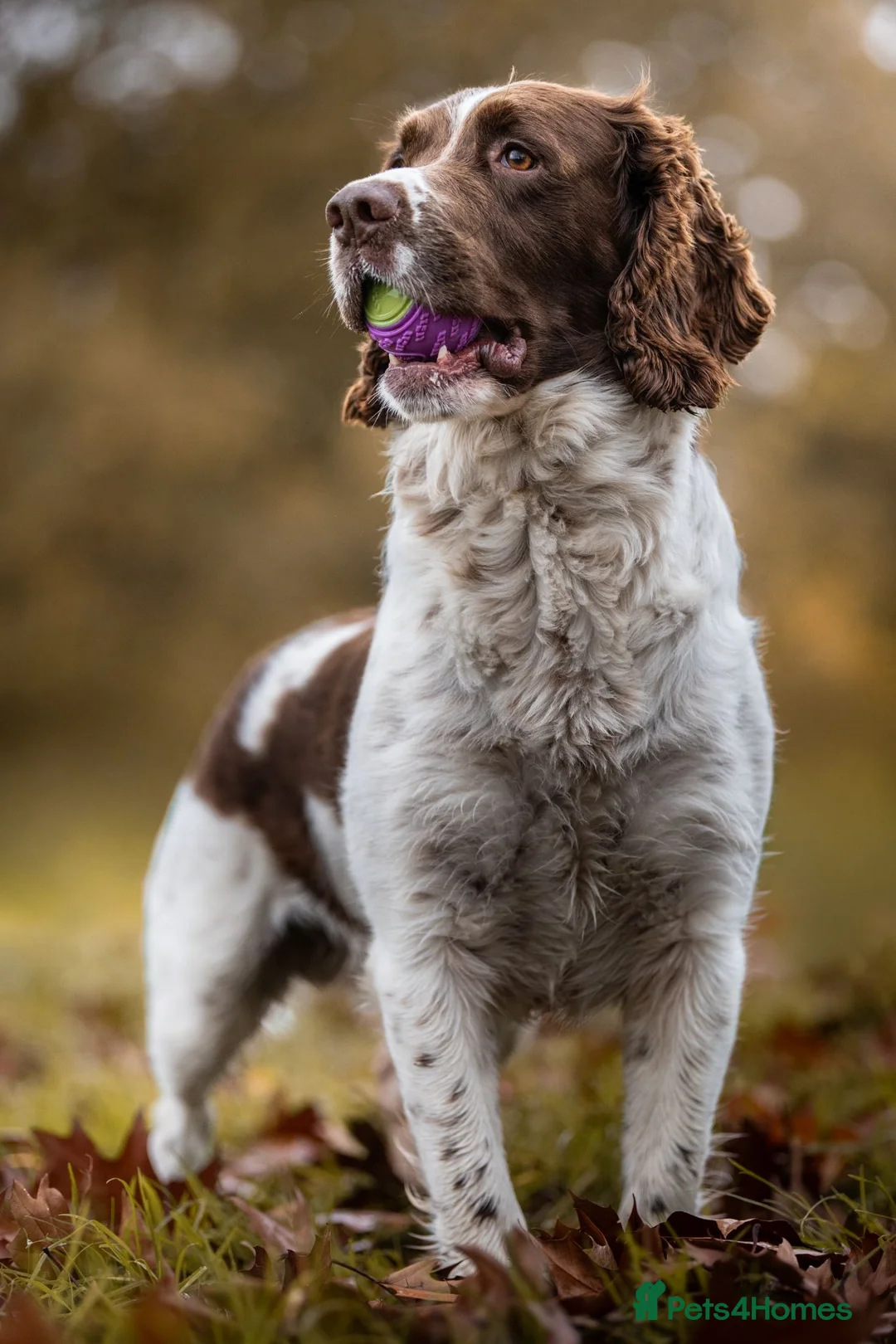 English Springer Spaniel dogs for stud: English springer Spaniel "Rolo" in Plymouth - Advert 5