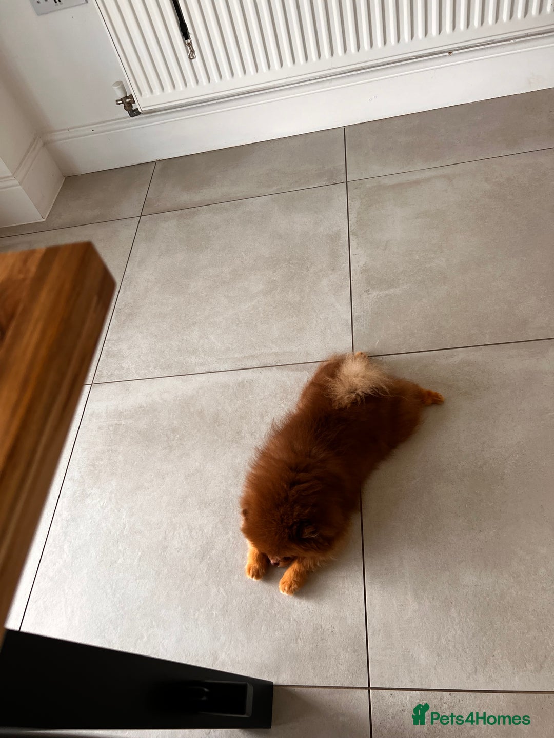 Pomeranian dogs for sale: Choc and Tan Pomeranian Boy - Image 7