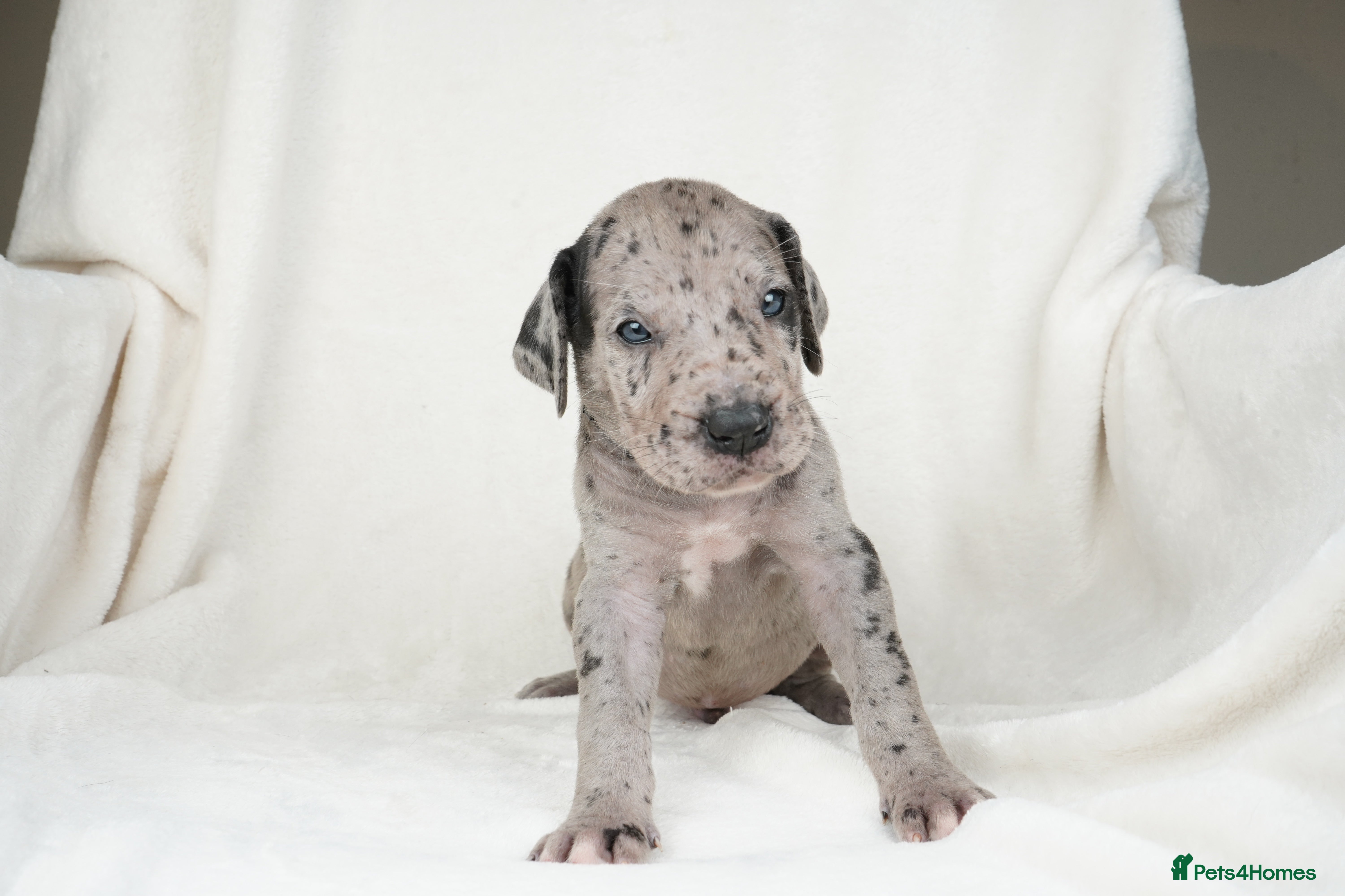 Great Dane dogs Health Tested KC reg Great Dane puppies - Advert 2