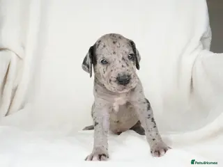Great Dane dogs Health Tested KC reg Great Dane puppies - Advert 3