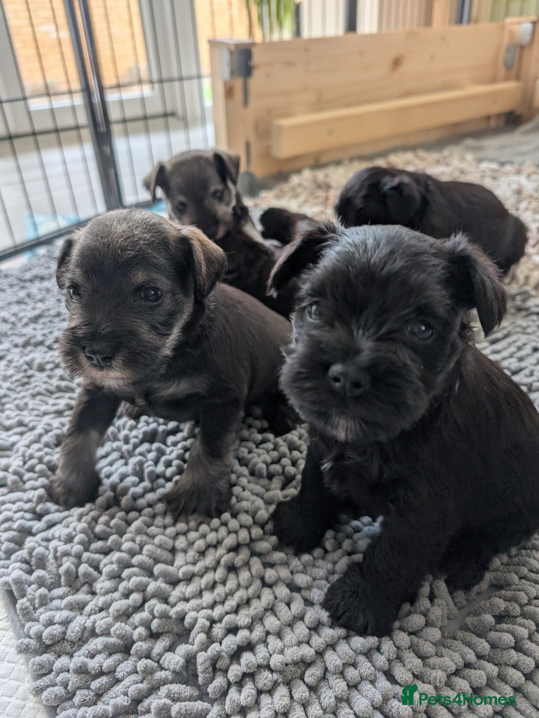 Miniature Schnauzer dogs for sale: Beautiful Miniature schnauzers - Advert 6