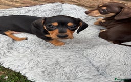 Miniature Dachshund dogs for sale: Miniature dachshund puppies  - Image 4
