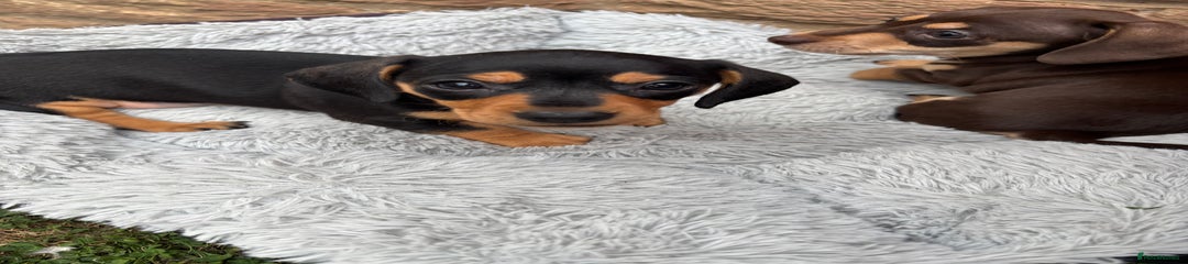 Miniature Dachshund Puppy 4