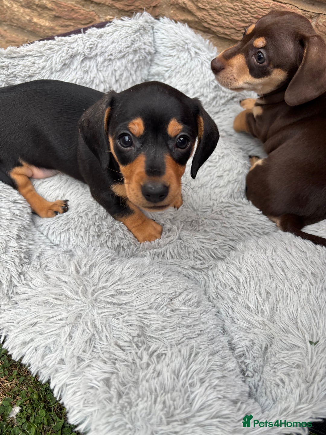 Miniature Dachshund dogs for sale: Miniature dachshund puppies  - Image 4