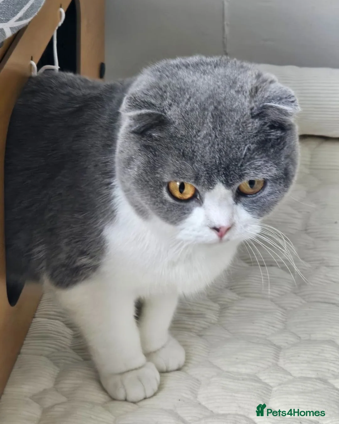 Scottish Fold cats for sale: 🐾 Stunning Scottish Fold — Ember, 2 Years Old - Advert 2