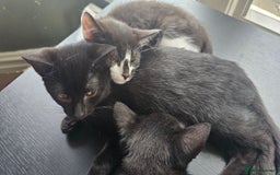 British Shorthair cats for sale: Kittens for sale  - Image 7
