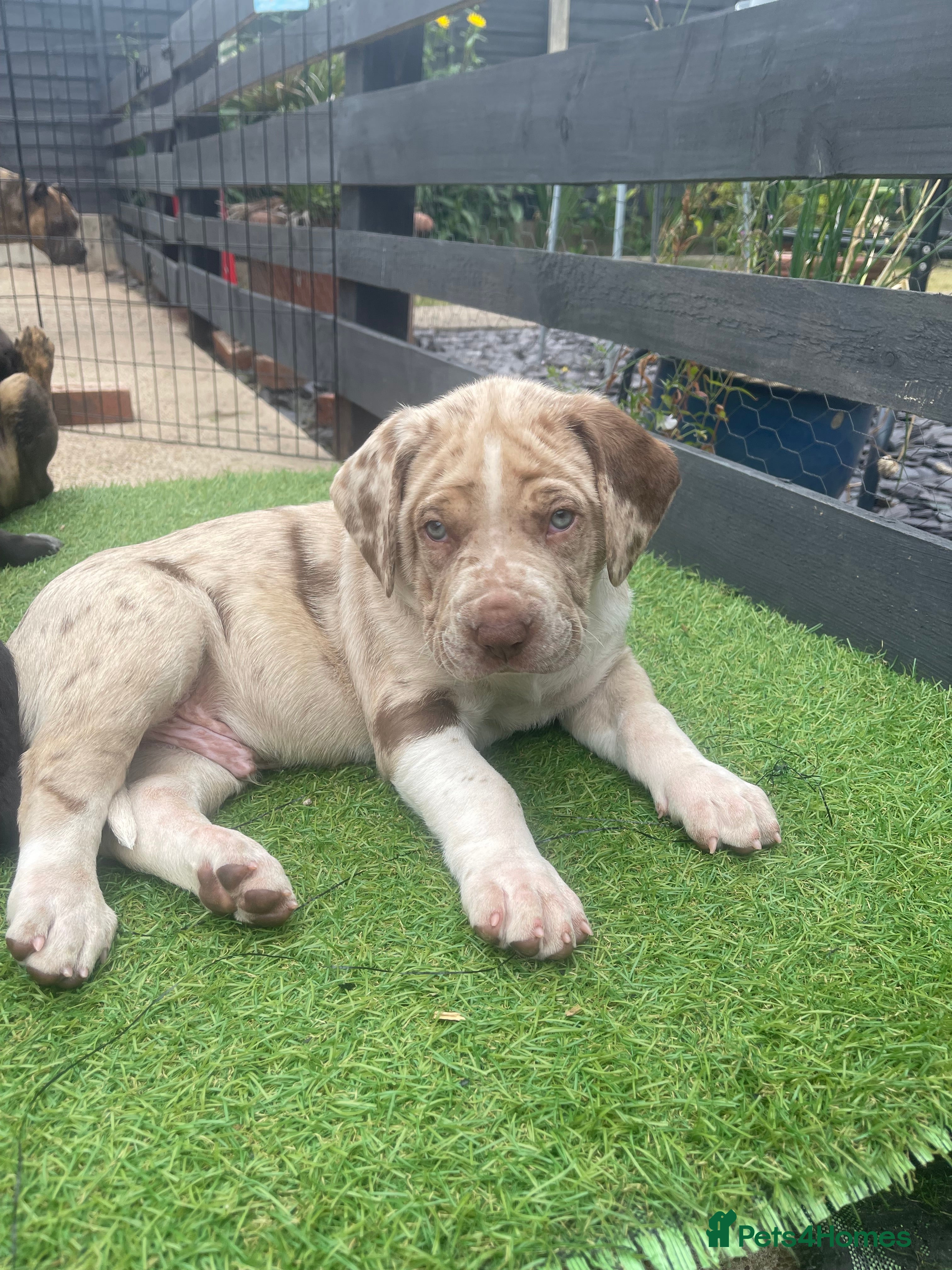 Mixed Breed dogs One of a kind PUPPIES mixed breed  - Advert 2