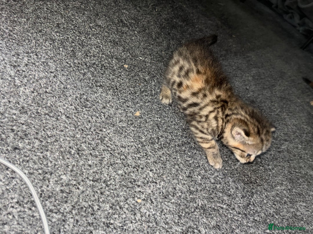 Mixed Breed cats for sale: Cute kittens awaiting a loving forever home  - Image 17