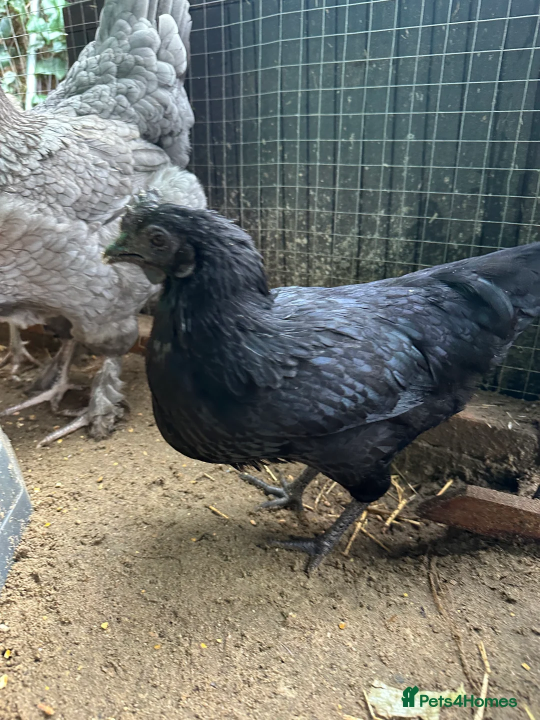 Chickens poultry for sale: ayam cemani - Advert 4