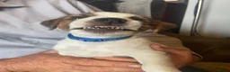 Jack Russell dogs for sale: 1 beautiful boy Jack Russell left  - Advert 7