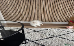 Pomeranian dogs for sale: Male 9 Month Old Miniature Pomeranian  - Image 5