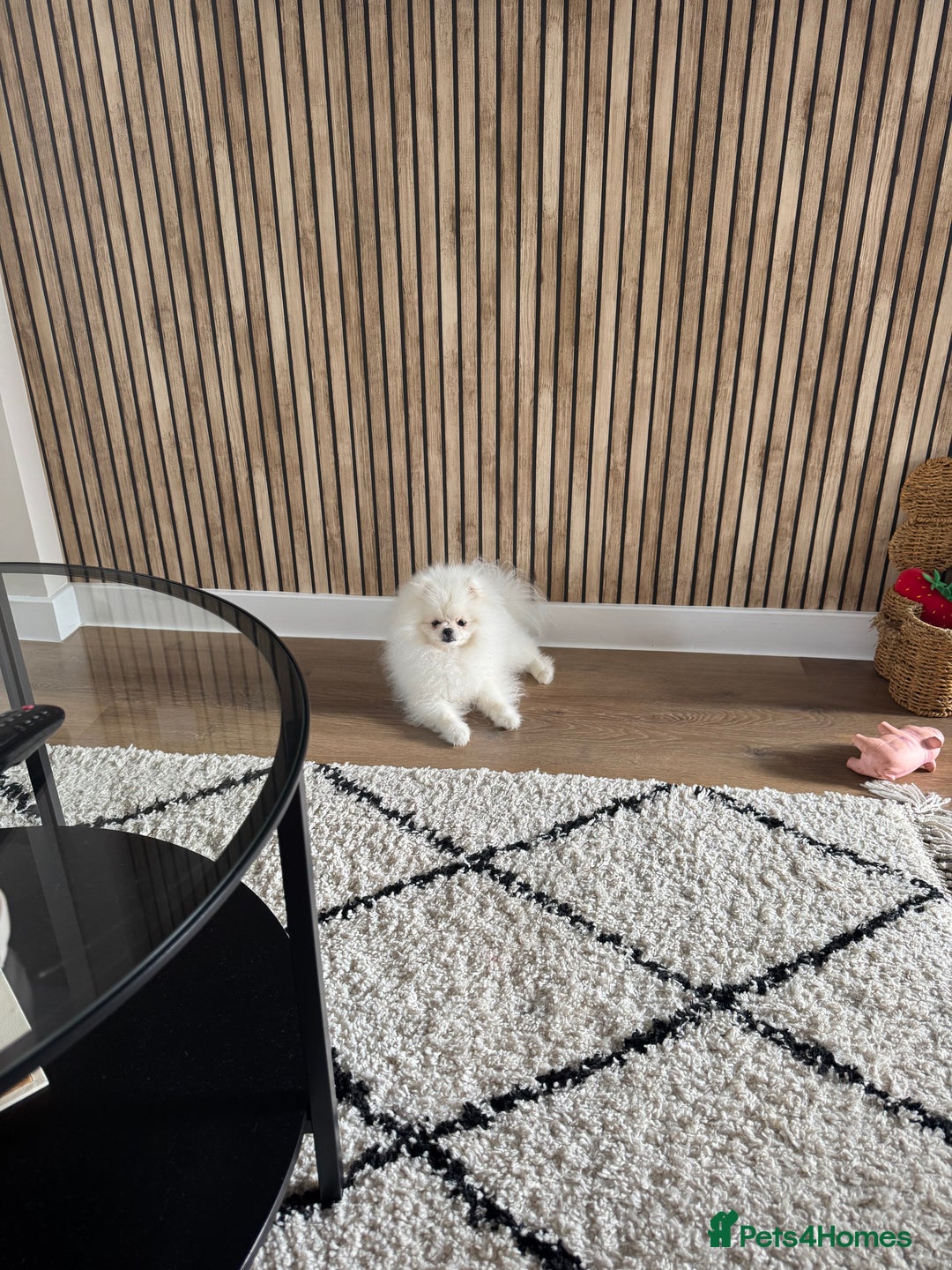 Pomeranian dogs for sale: Male 9 Month Old Miniature Pomeranian  - Image 5