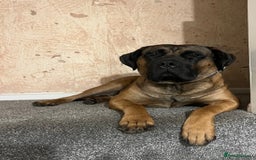Presa Canario dogs for sale: 2 year old Presa Canario (Male) - Image 7