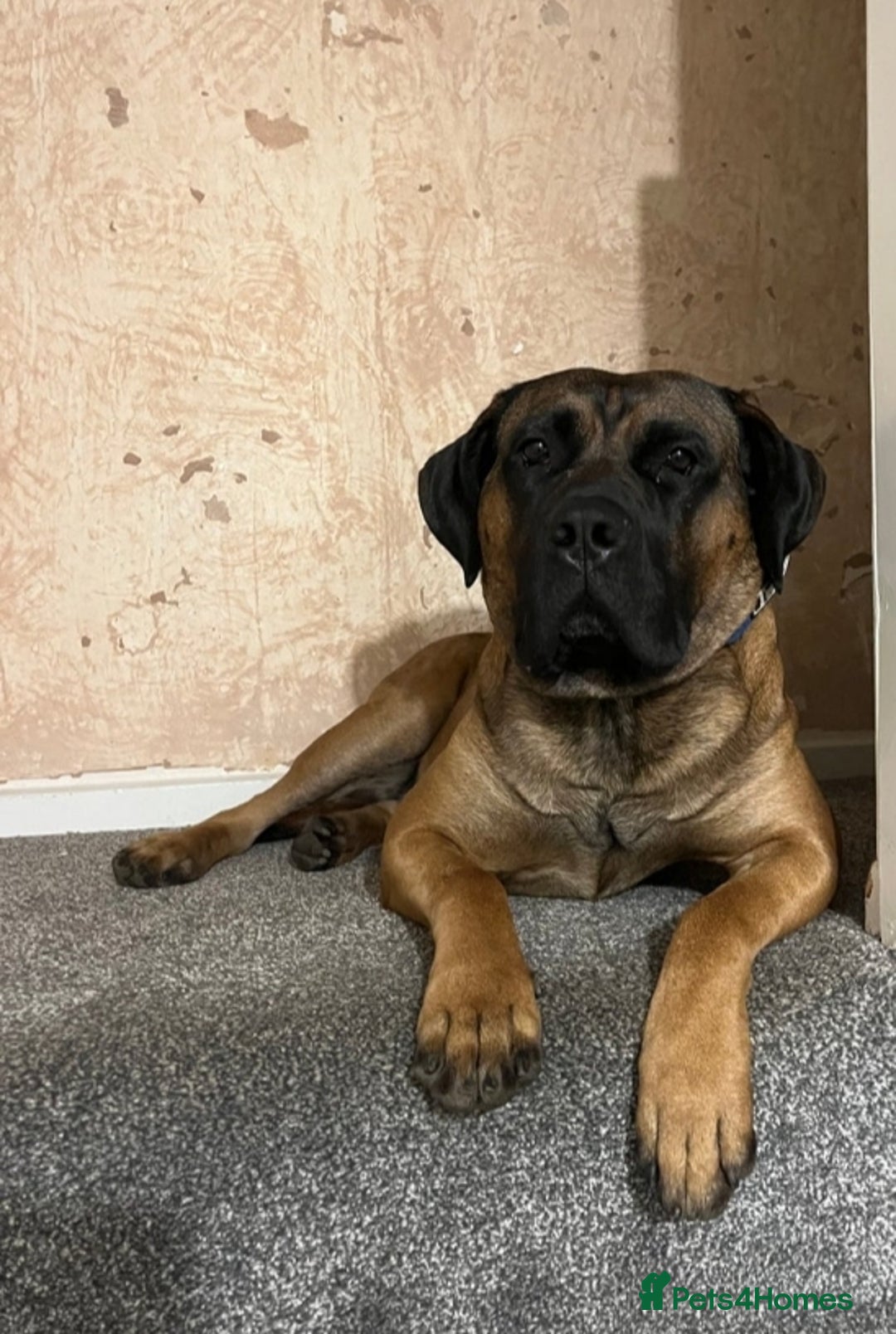 Presa Canario dogs for sale: 2 year old Presa Canario (Male) - Image 7