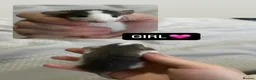 Rat rodents for sale: Baby Dumbo Rats  - Advert 9