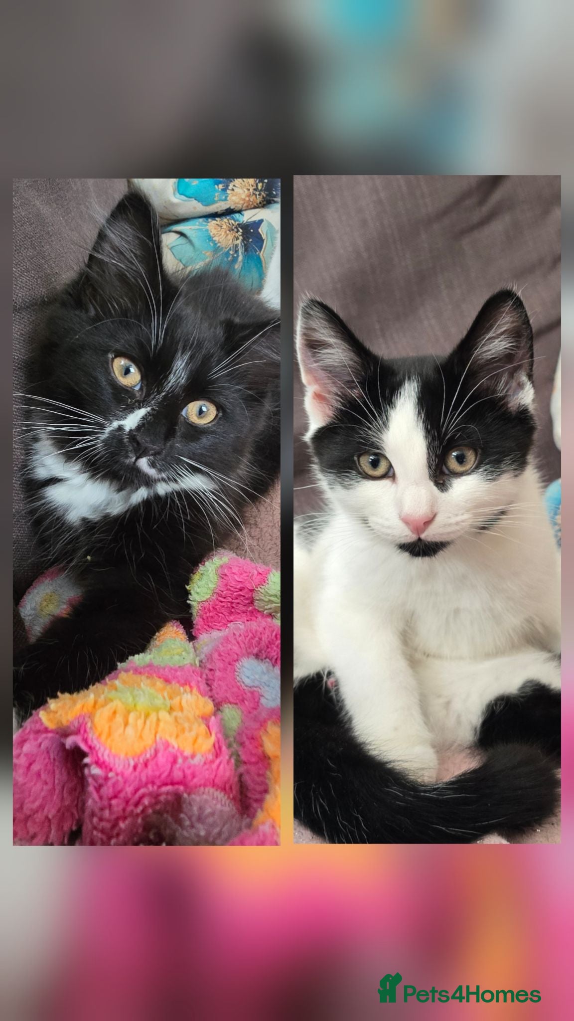 Turkish Angora cats 5 wonderful fur babies (4girls,1boy) - Advert 3