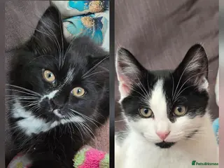 Turkish Angora cats 5 wonderful fur babies (4girls,1boy) - Advert 3