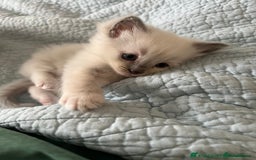 Ragdoll cats for sale: Blue mitted and bicolour ragdolls - Image 22