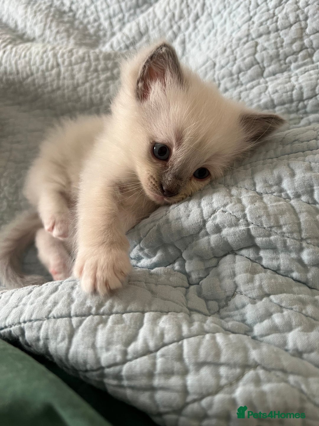 Ragdoll cats for sale: Blue mitted and bicolour ragdolls - Image 22