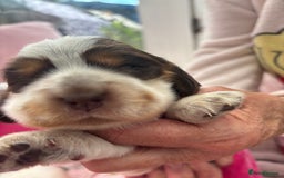 Cocker Spaniel dogs for sale: Outstanding show cocker pups - Image 21