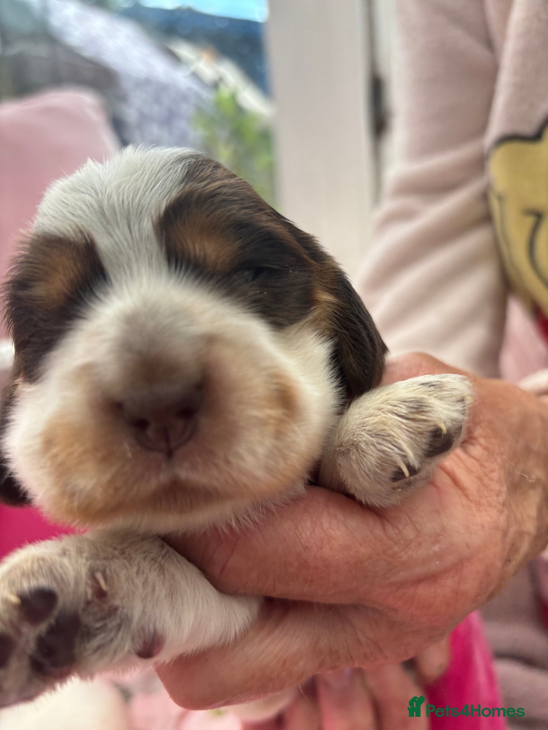 Cocker Spaniel dogs for sale: Outstanding show cocker pups - Image 21