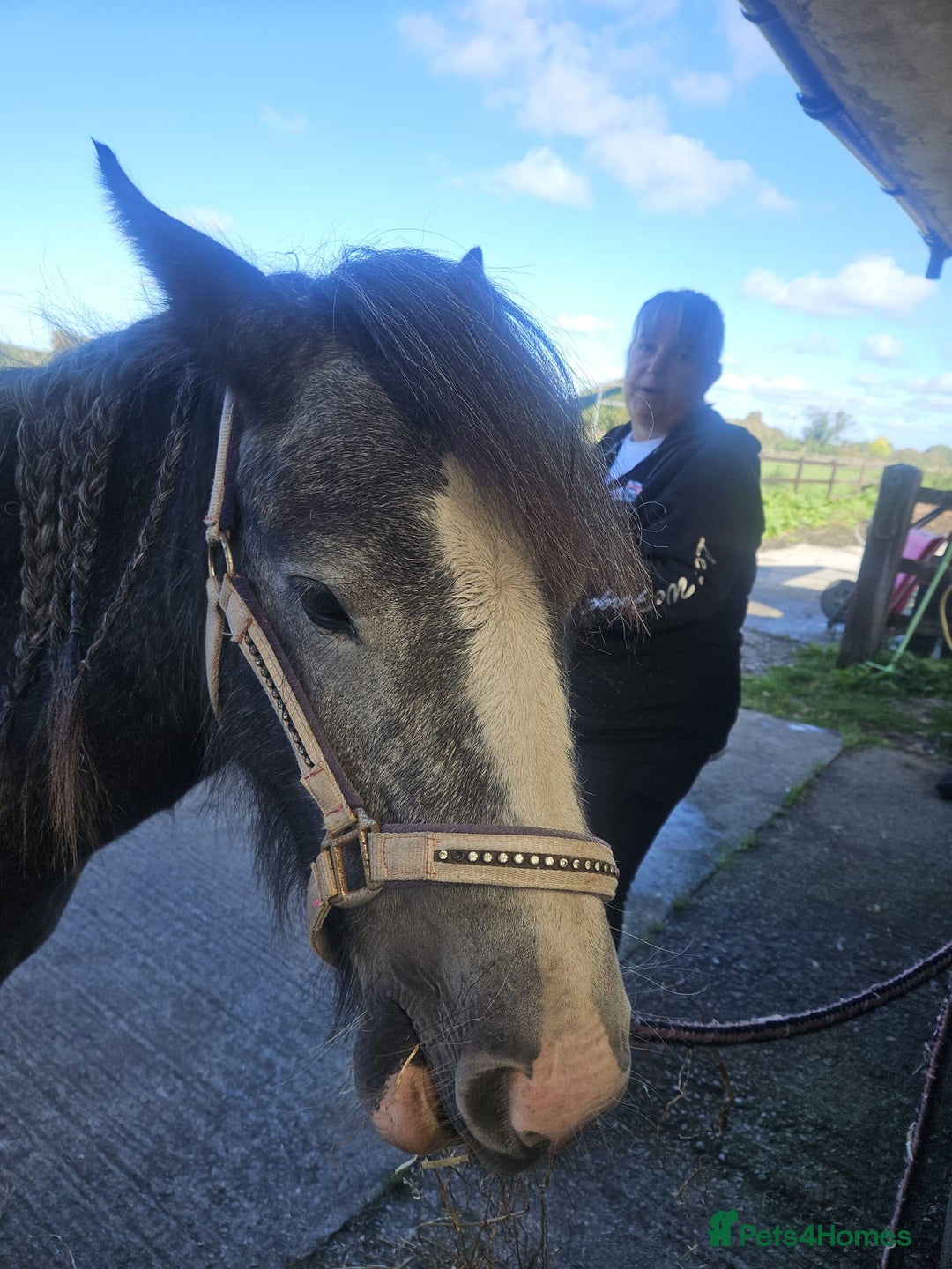 Riding pony horses for sale: Willow - Image 4