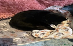 Mixed Breed cats for adoption: 3 month rescue kitten ready for adoption - Advert 5