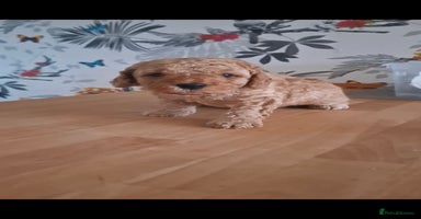 Cavapoo dogs - Advert 8