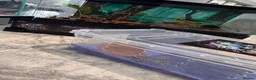 Frog reptiles for sale: Amazon Milkfrogs  - Advert 7