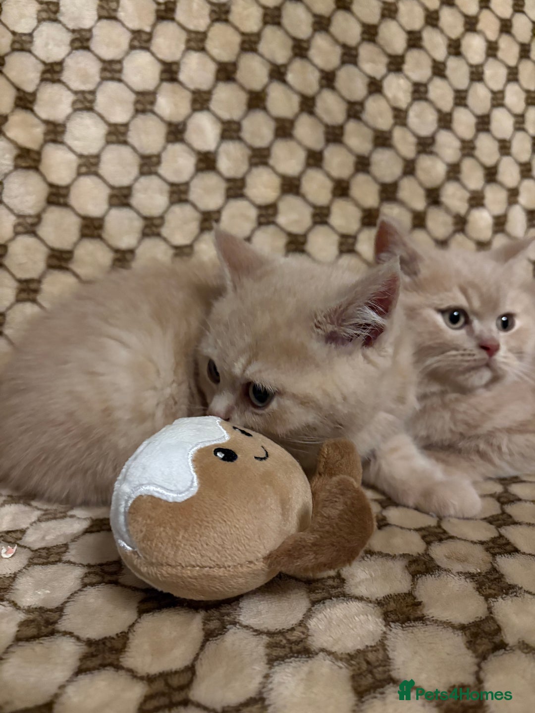British Shorthair cats for sale: GCCF British shorthair kittens cream boys x2 - Advert 12