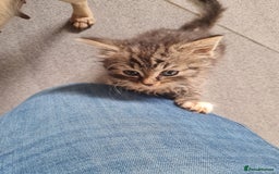 Mixed Breed cats for sale: Ragdoll x Sphynx Kittens - Image 3