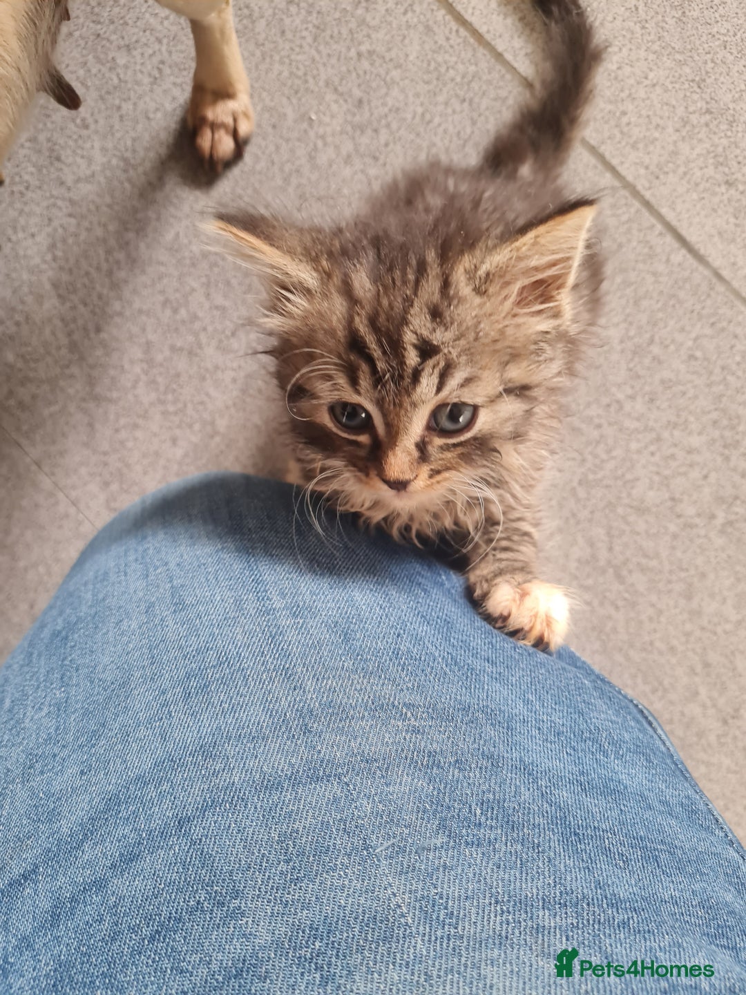 Mixed Breed cats for sale: Ragdoll x Sphynx Kittens - Image 3