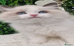 Ragdoll cats for sale: 🩷✨️Lovely Chunky EU kittens✨️🏆TICA Award cattery - Image 20