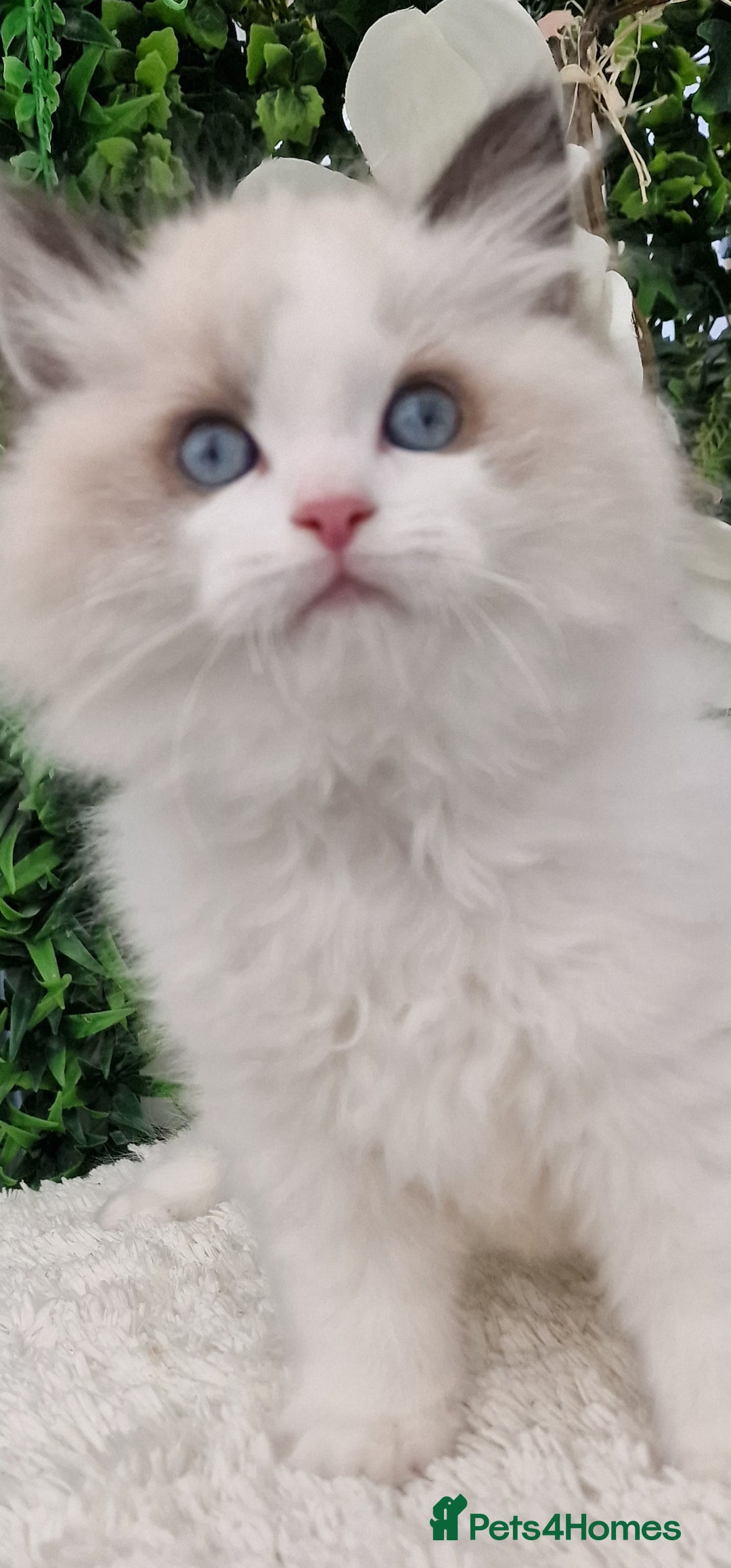 Ragdoll cats for sale: 🩷✨️Lovely Chunky EU kittens✨️🏆TICA Award cattery - Image 20