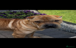 Shar Pei dogs for sale: 1.5 year old Shar Pei - immediate rehome needed - Image 4