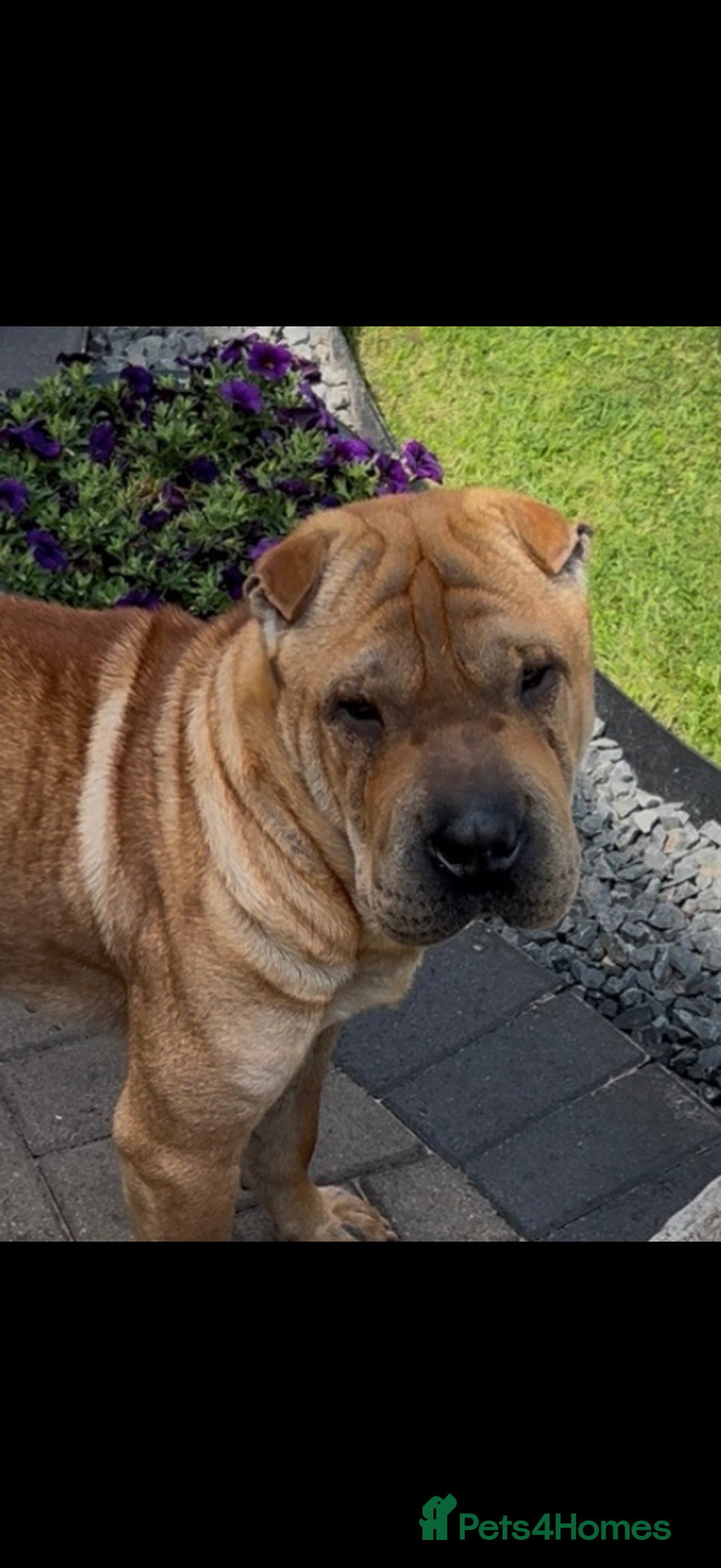 Shar Pei dogs for sale: 1.5 year old Shar Pei - immediate rehome needed - Image 4