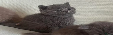 British Shorthair 3