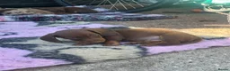 Miniature Dachshund dogs for sale: 4 miniature dachshund puppies  - Advert 14