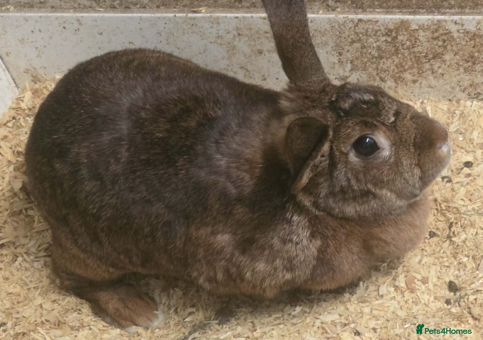 Mixed Breed rabbits 3 Belgian Hare crosses for adoption. - Advert 2