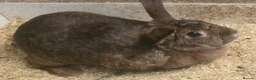 Mixed Breed rabbits for sale: 3 Belgian Hare crosses for adoption. - Advert 1