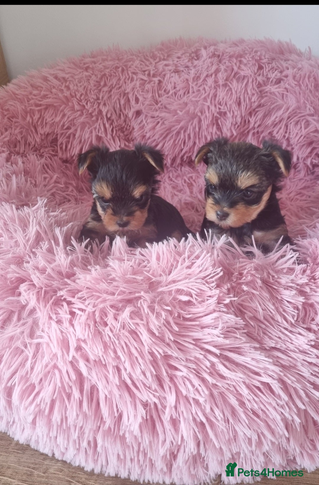 Yorkshire Terrier dogs for sale: YORKSHIRE Terrier Puppy  - Advert 4