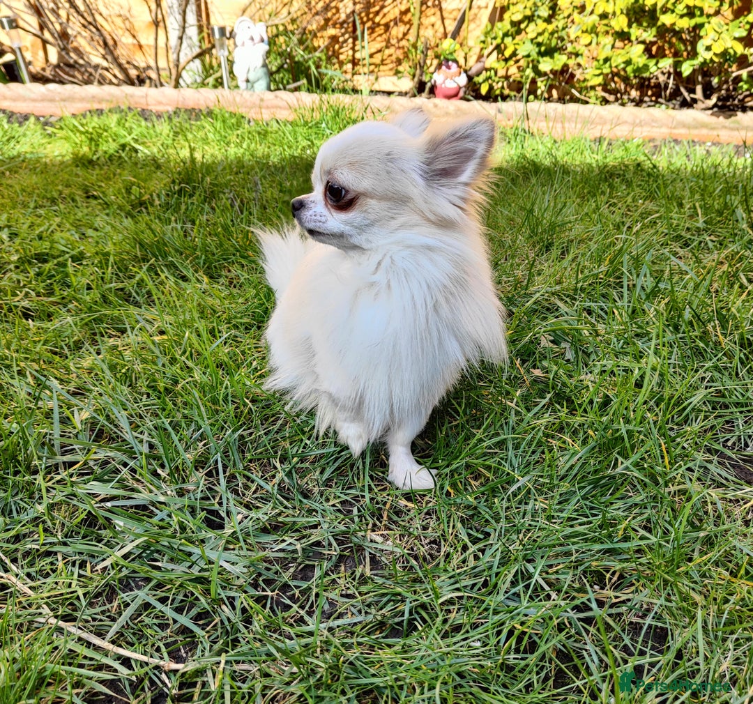 Chihuahua dogs for stud: STUD: Gorgeous White Long Coat Chihuahua  in Aldershot - Image 2