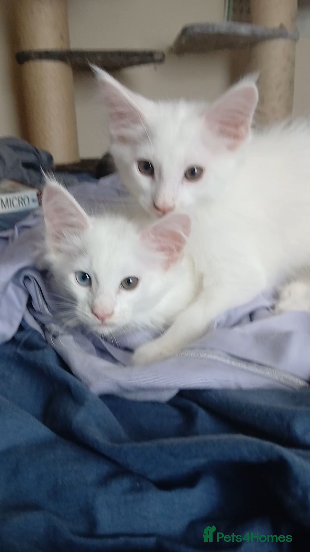 Maine Coon cats for sale: Maine Coon Kittens for Sale - Advert 2
