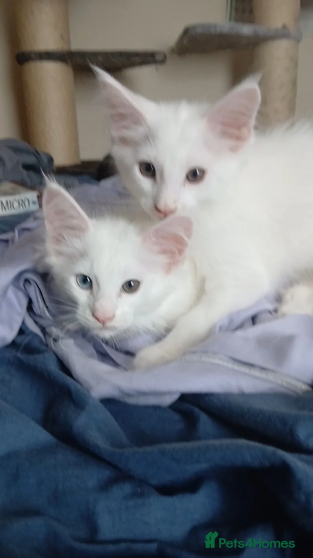 Maine Coon cats for sale: Maine Coon Kittens for Sale - Advert 1