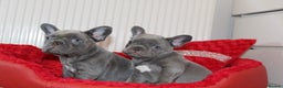 French Bulldog dogs for sale: Solid lilac French bulldog’s  - Advert 8